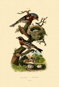 Chaffinch, 1833-39 alkotó: French School